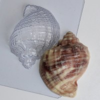 Ракушка/Рапан